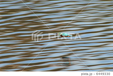 カワセミの水面飛行 6449330