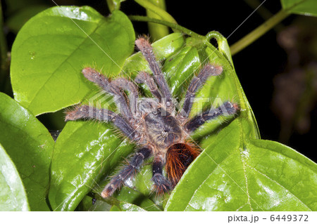 Tarantula Tarantula 6449372