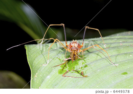 Tropical harvestman (Phalangid) Tropical harvestman (Phalangid) 6449378