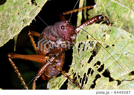 A very large and spiny bush cricket 6449387