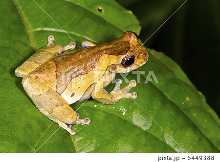 Short-headed Treefrog (Dendropsophus parviceps). 6449388