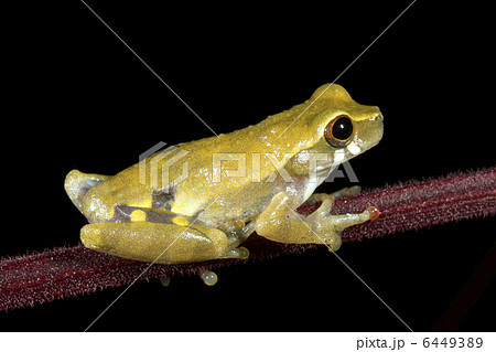 Short-headed Treefrog (Dendropsophus brevifrons)  6449389