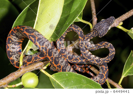 Juvenile Amazon Tree Boa (Corallus hortulanus) Juvenile Amazon Tree Boa (Corallus hortulanus) 6449441