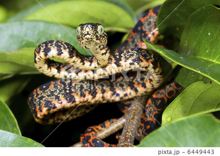 Juvenile Amazon Tree Boa (Corallus hortulanus) Juvenile Amazon Tree Boa (Corallus hortulanus) 6449443