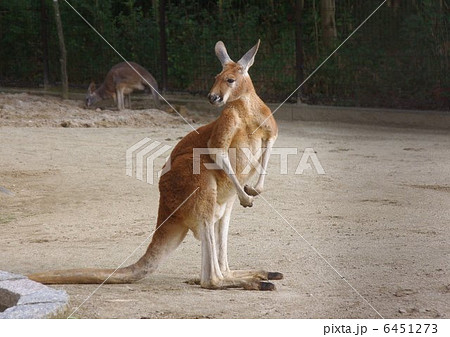 1月の寒い日のカンガルー 6451273