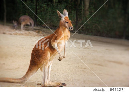 1月の寒い日のカンガルー 6451274