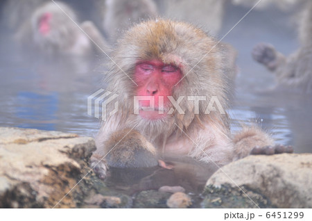 温泉に入浴する猿 6451299