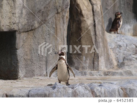 とべ動物園のフンボルトペンギン 6452585