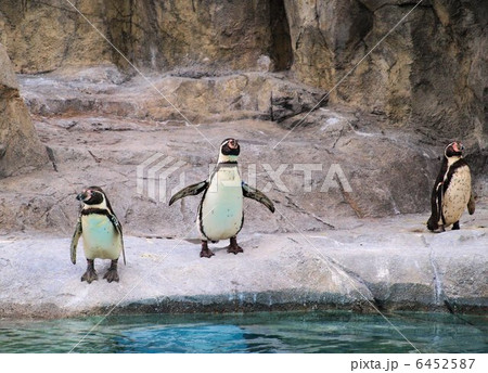 とべ動物園のフンボルトペンギン 6452587