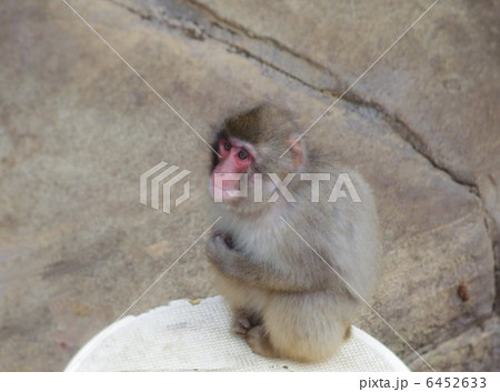 寒さに背を丸くするニホンザル 6452633