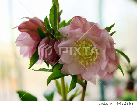 クリスマスローズ 花言葉 追憶 Helleborus Nigerの写真素材