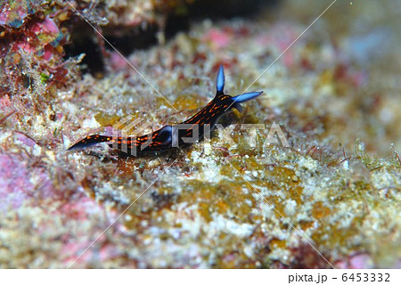 リュウグウウミウシ 6453332