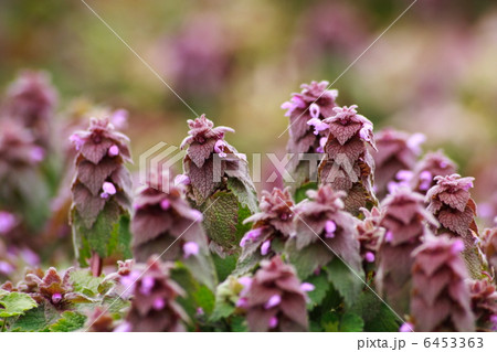 ヒメオドリコソウ 6453363