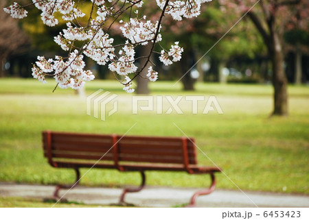 春が来た　桜　春　ソメイヨシノ　満開　開花　四月　花　花見 6453423