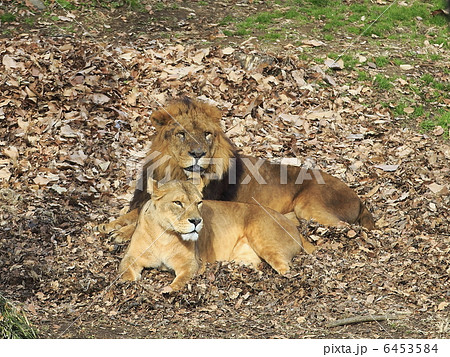 ライオン 6453584