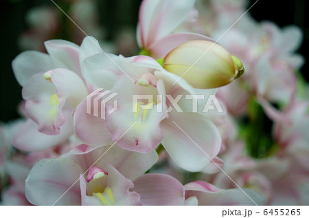 シンビジウム 花言葉 飾らない心 Cymbidiumsの写真素材 シンビジウム 花言葉 飾らない心 Cymbidiumsの写真素材