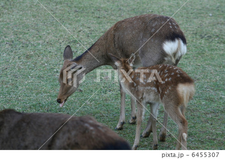 奈良公園の鹿たち 奈良公園の鹿たち 6455307