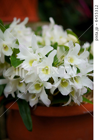 デンドロビウム エンジェルベビー グリーンアイ 花言葉 真心 Dendrobiumの写真素材