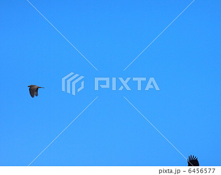 ハイタカ 6456577