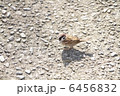 アスファルトの上の雀 6456832