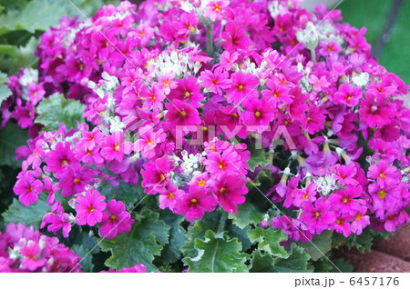 サクラソウ 6457176