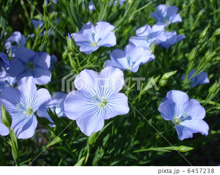 亜麻の花 亜麻の花 6457238