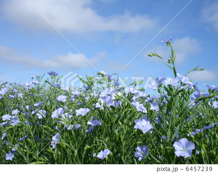 亜麻の花~青空に向かって~ 亜麻の花~青空に向かって~ 6457239