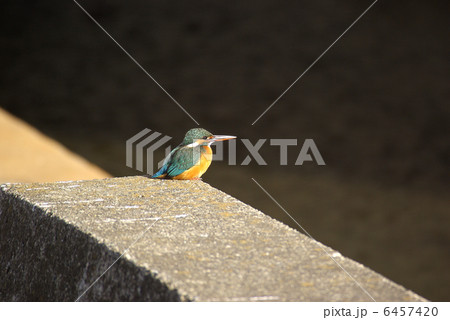 カワセミ 6457420