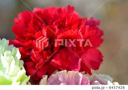カーネーション 6457426