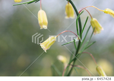 アスパラガスの花の写真素材