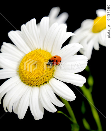 ladybug sits on a flower daisies 6457560