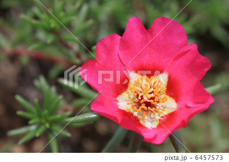 マツバボタンの花 マツバボタンの花 6457573