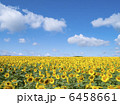 ヒマワリ 6458661