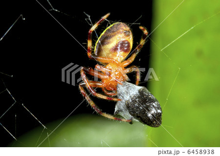 Tropical orb-web spider Tropical orb-web spider 6458938