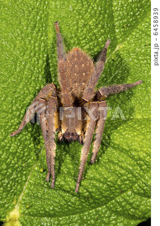Venomous wandering spider Venomous wandering spider 6458939