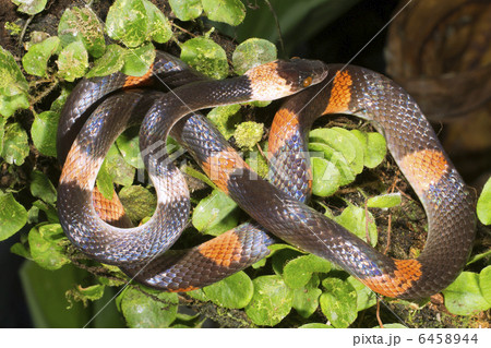 Banded calico snake (Oxyrhopus petola) Banded calico snake (Oxyrhopus petola) 6458944