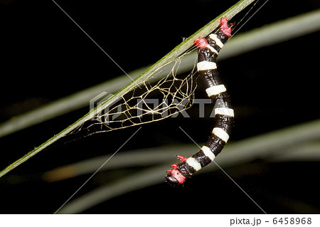 Striped geometrid caterpillar 6458968