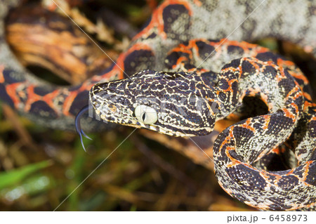Juvenile Amazon Tree Boa (Corallus hortulanus) 6458973