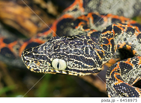Juvenile Amazon Tree Boa (Corallus hortulanus) 6458975