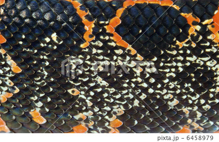 Amazon Tree Boa (Corallus hortulanus) skin 6458979