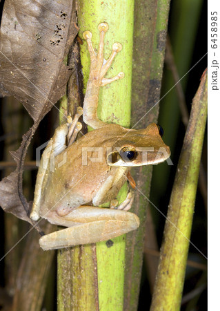 Broad Headed Treefrog (Osteocephalus planiceps) Broad Headed Treefrog (Osteocephalus planiceps) 6458985