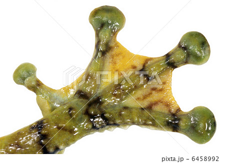 Webbed hand of the Warty Treefrog Webbed hand of the Warty Treefrog 6458992
