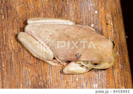 Bokermanns casque headed treefrog 6458993