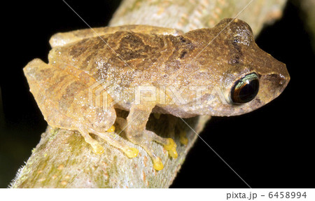 Librarian Rain Frog (Pristimantis librarius) Librarian Rain Frog (Pristimantis librarius) 6458994