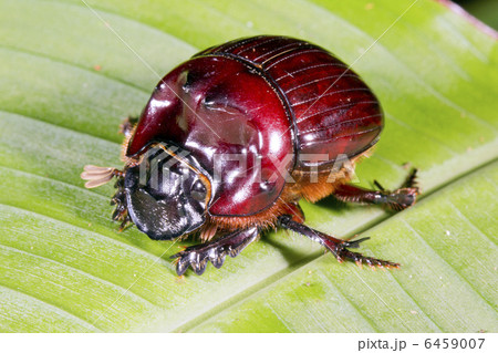 Scarab beetle Scarab beetle 6459007