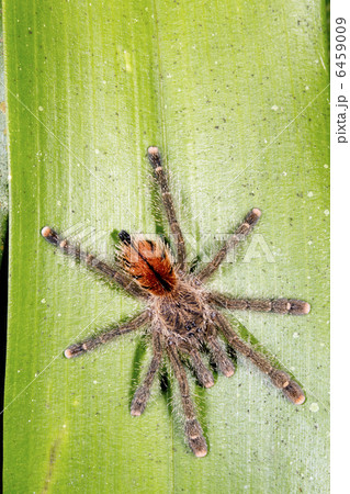 Tarantula 6459009