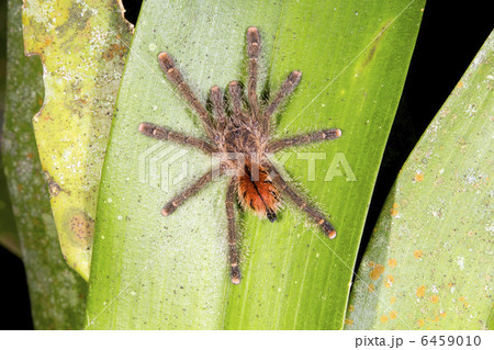 Tarantula 6459010