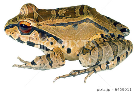 Smoky Jungle Frog (Leptodactylus pentadactylus) Smoky Jungle Frog (Leptodactylus pentadactylus) 6459011