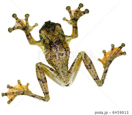 Warty Treefrog (Ecnomiohyla tuberculosa) 6459013