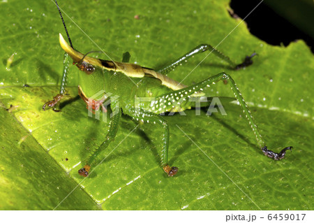 Green cone-head katydid  6459017